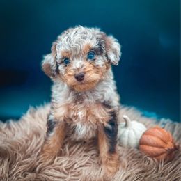 Brandy Belle - Chocolate merle female Bernedoodle puppy in Fleming Island, Florida from Island Doodles