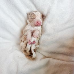Halo - Red male Bernedoodle puppy in Jackson, Missouri from Pincksten Family Doodles