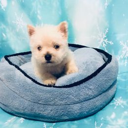 West Highland White Terrier puppies from Peggy’s Terriers