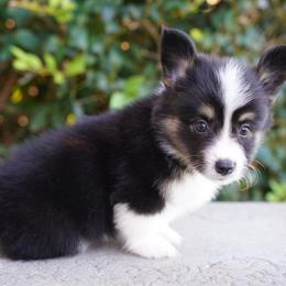 Pearl-FUFFY COAT - Black and tan female Pembroke Welsh Corgi puppy in Berea, Kentucky from SunShine Corgis