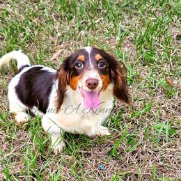 Monty - Dachshund