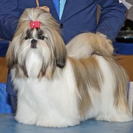Shih Tzus from Maldiz shih tzu