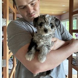 Aussiedoodle Puppies from Kingsden Aussies and doodles