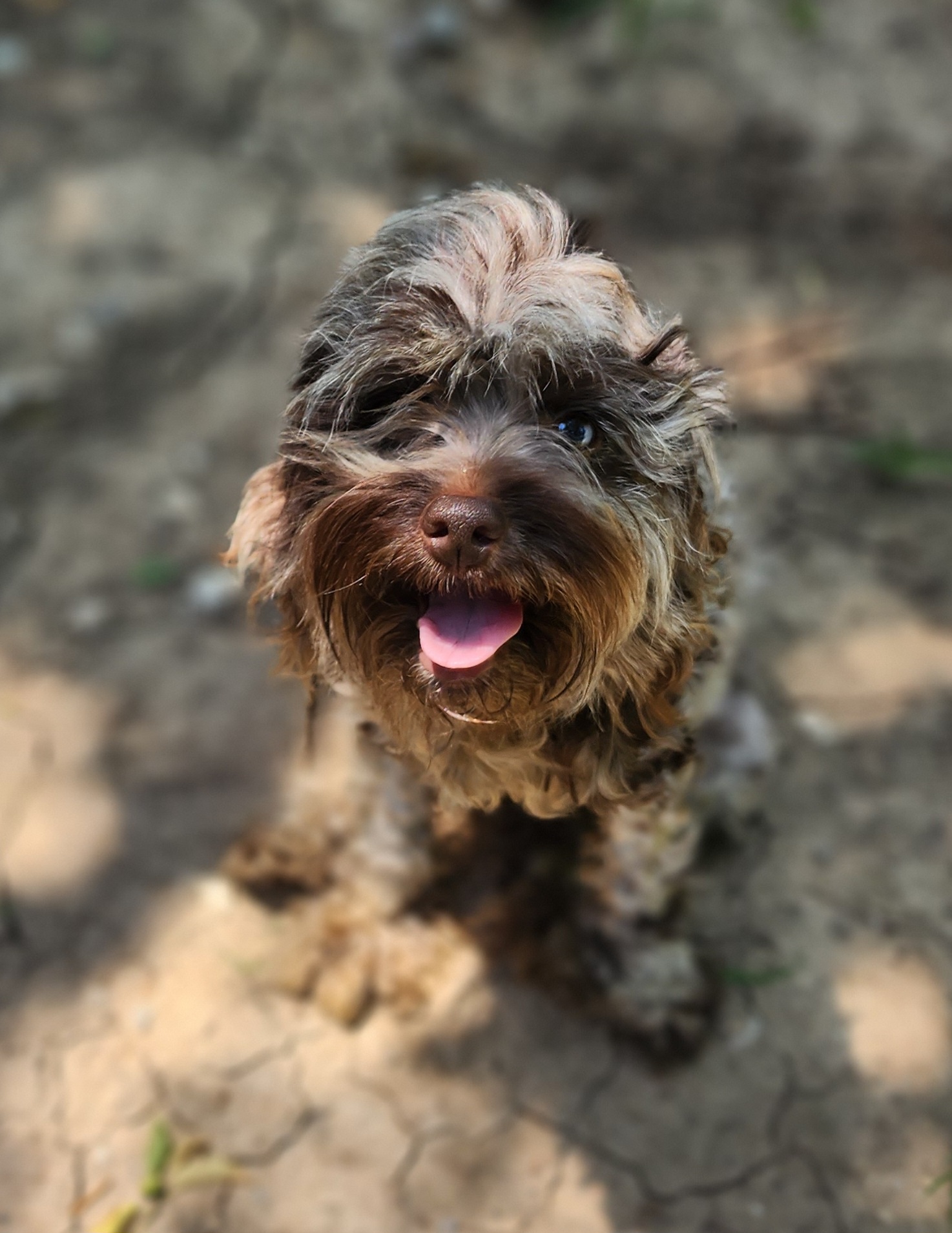 Reese - Cockapoo