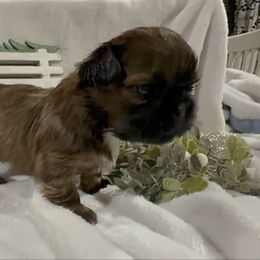 Cecilia - Red and white female Shih Tzu puppy in Ross County, Ohio from Ashville Shih Tzu Chalet