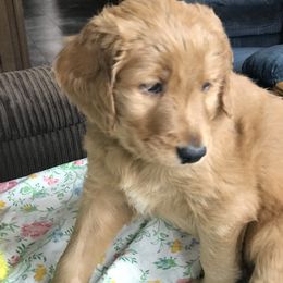 Goldendoodle Puppies from Merry R Goldendoodles