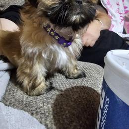 Shih Tzu Puppies from Prairie Creek Puppies