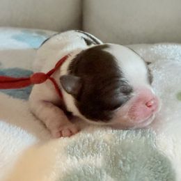 Cowboy - Liver and white male Shih Tzu puppy in Hanford, California from MeMaw Shih Tzus