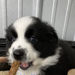 Australian Shepherd and Miniature Australian Shepherd Puppies from L Bar W Aussie Ranch