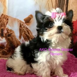 Delilah little girl - Black tan and white female Biewer Terrier puppy in Jonestown, Pennsylvania from AKC Xtreme Biewer Terriers...