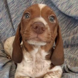 Dachshunds from Ens pups(rnspups)