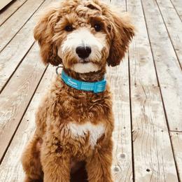 Goldendoodle puppies from 406Doodles