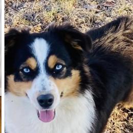 Dixie  - Miniature Australian Shepherd