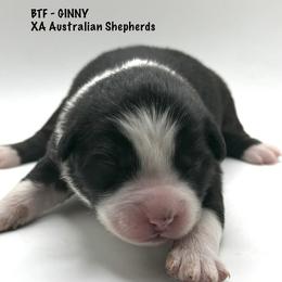 Ginny - Black tri-color female Australian Shepherd puppy in Gowen, Michigan from XA AUSTRALIAN SHEPHERDS