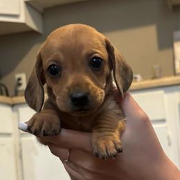 Lily - Red female Dachshund puppy in Colonial Heights, Virginia from Mimi’s Doxies