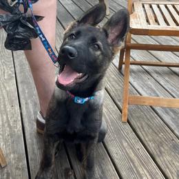 Moon vom fullhaus - Sable male German Shepherd puppy in Johnson City, Tennessee from Vom Fullhaus German Shepherds
