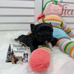 Girl 1 - Parti female Yorkshire Terrier puppy in Austin, Texas from Rhine Valley Yorkies