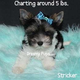 AKC Striker 2550 - Black tan and white male Biewer Terrier puppy in Kennesaw, Georgia from Dreamy Pups