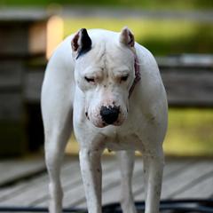 Allie - Dogo Argentino