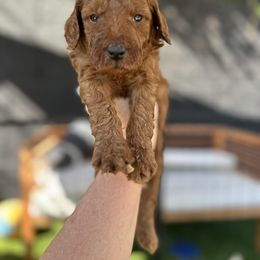 Goldendoodle Puppies from Ginger Doodles