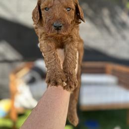 Goldendoodle Puppies from Ginger Doodles