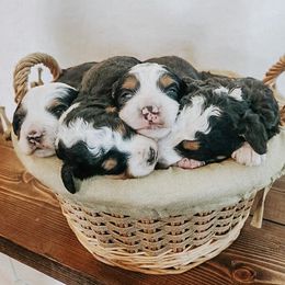 Bernedoodles from Jenson Bernedoodles