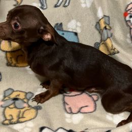 Ollie - Chihuahua