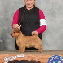 Ginger - Norfolk Terrier