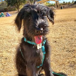 Giant Schnauzers from Giants in the Heights