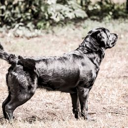 Pippa - Labrador Retriever
