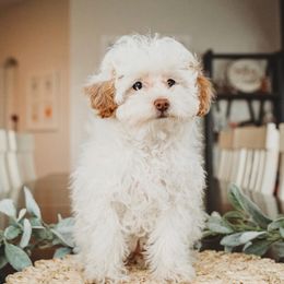 Poppy - Maltipoo