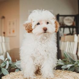 Poppy - Maltipoo