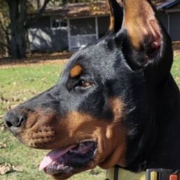 Cavalier King Charles Spaniel and Doberman Pinscher Puppies from HillStone Kennels