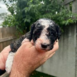 Black and white - Black and white male Bernedoodle puppy in Holt, Missouri from Mindys Doodles