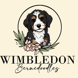 Bernedoodles from Wimbledon Bernedoodles