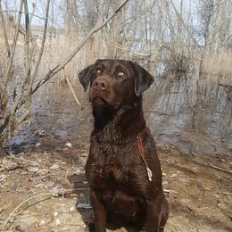 Dixie - Labrador Retriever