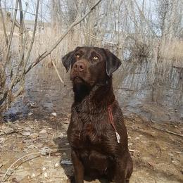 Dixie - Labrador Retriever