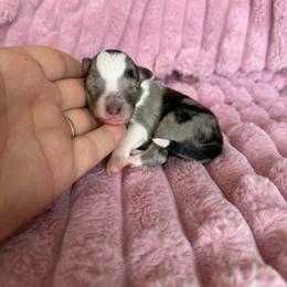 Reba - Blue merle and white female Shetland Sheepdog puppy in Aberdeen, Idaho from Willow Creek Cresteds