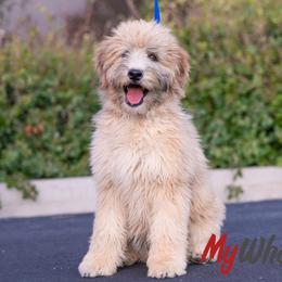 Fully Trained 'Cali' - Cream female Whoodle puppy in Utah from My Whoodle