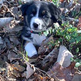 Australian Shepherds from Double A Aussies