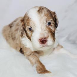 Toffee - Chocolate merle male Bernedoodle puppy in Ohio from Moore Doodles