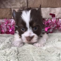 Benedict aka Benny - Liver male Yorkshire Terrier puppy in Parkersburg, West Virginia from Chocolate Diamonds in the RUFF