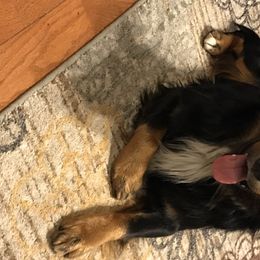 Ghost - Australian Shepherd