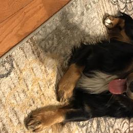 Ghost - Australian Shepherd