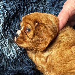 Cavalier King Charles Spaniel Puppies from Crosby's Cavaliers
