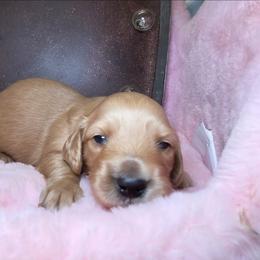 Puddin - Cream male Dachshund puppy in Bristol, Tennessee from It's Mini Wieners Baby