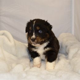 Bronco - Black tri-color male Australian Shepherd puppy in Guthrie, Oklahoma from BB Blu Aussies