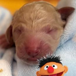 ERNIE - Apricot male Poodle puppy in Thornton, Colorado from Shandy Poodle