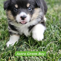 Astro - Black and tan male American Corgi puppy in Boise, Idaho from Porter Creek Corgis