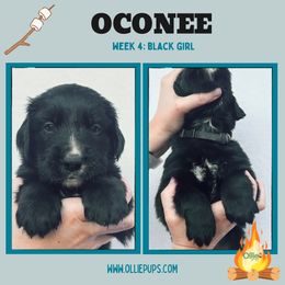 Oconee - female Golden Mountain Dog puppy in Boiling Springs, South Carolina from OlliePups, LLC